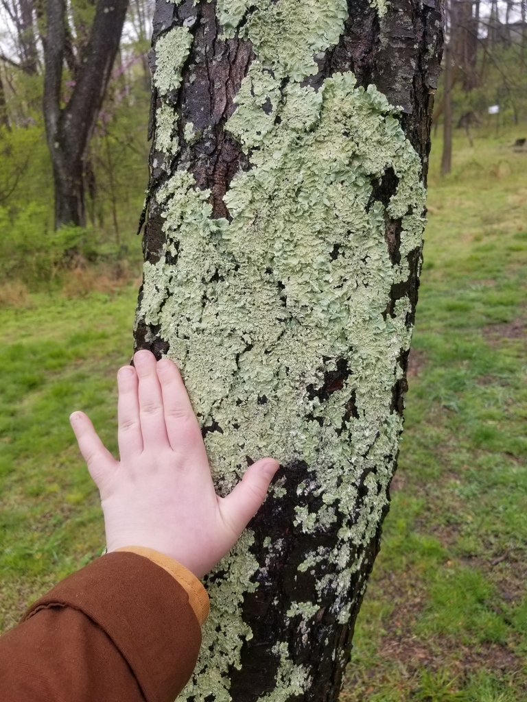 common greenshield lichen from Shawmont Valley, Philadelphia, PA, USA ...