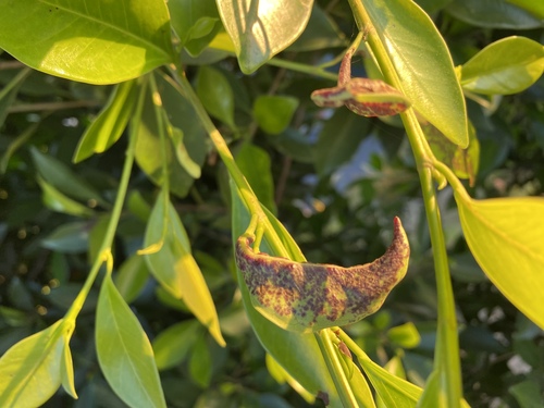 Gynaikothrips observed 2026-06-25