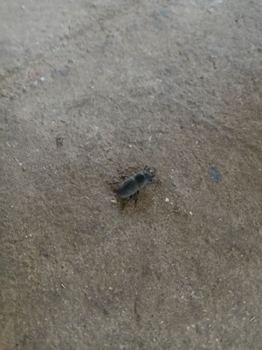 Lesser Stag Beetle