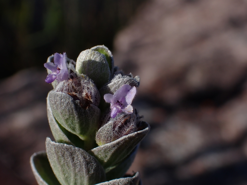 Oocephalus argyrophyllus