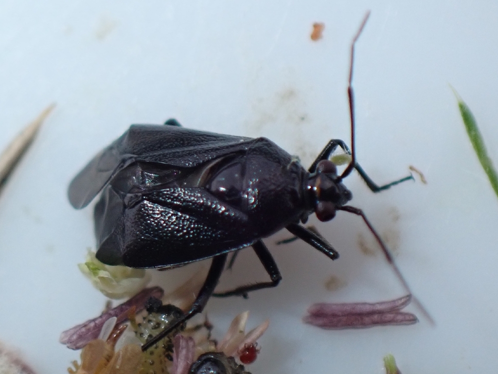 Deraeocoris scutellaris
