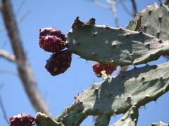 Opuntia dejecta