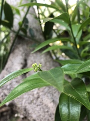 Cocculus laurifolius