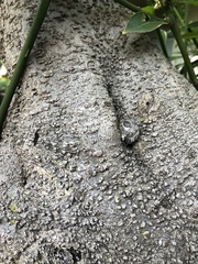 Cocculus laurifolius