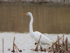 Ardea alba