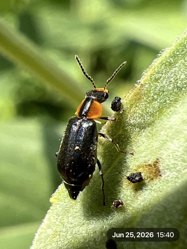 Nodopus flavilabris