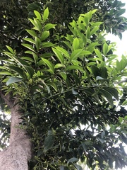 Cocculus laurifolius