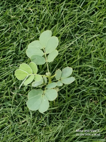 Senna uniflora, photograph 2