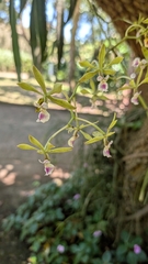 Encyclia ceratistes