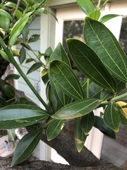 Cocculus laurifolius