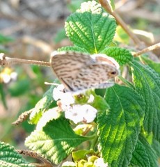 Leptotes marina