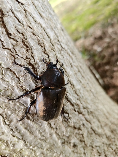 Japanese Rhinoceros Beetle