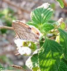 Leptotes marina