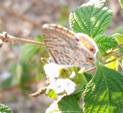 Leptotes marina
