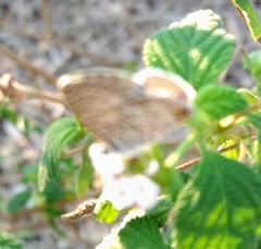 Leptotes marina