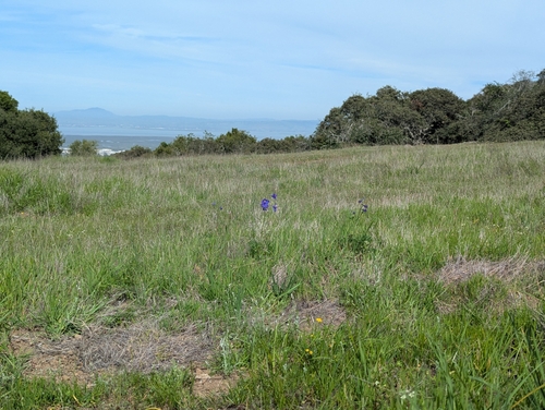 Delphinium variegatum, photograph 5