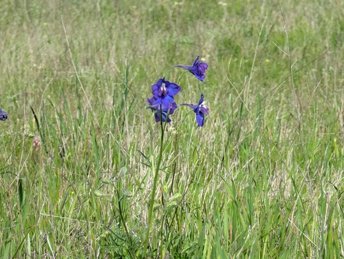 Delphinium variegatum, photograph 6