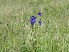 Delphinium variegatum, photograph (c) Alexander Wentworth, some rights reserved (CC BY)