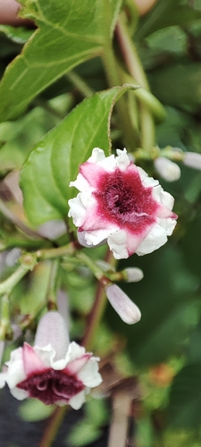 skunk vine