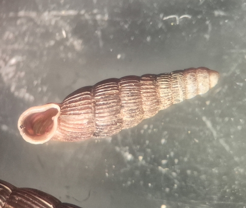 Ruthenica filograna observed 2026-06-25