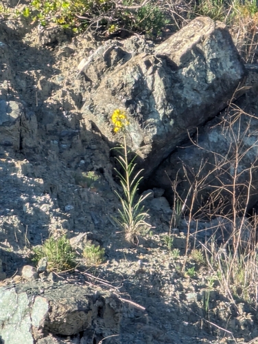 Erysimum franciscanum, photograph 6