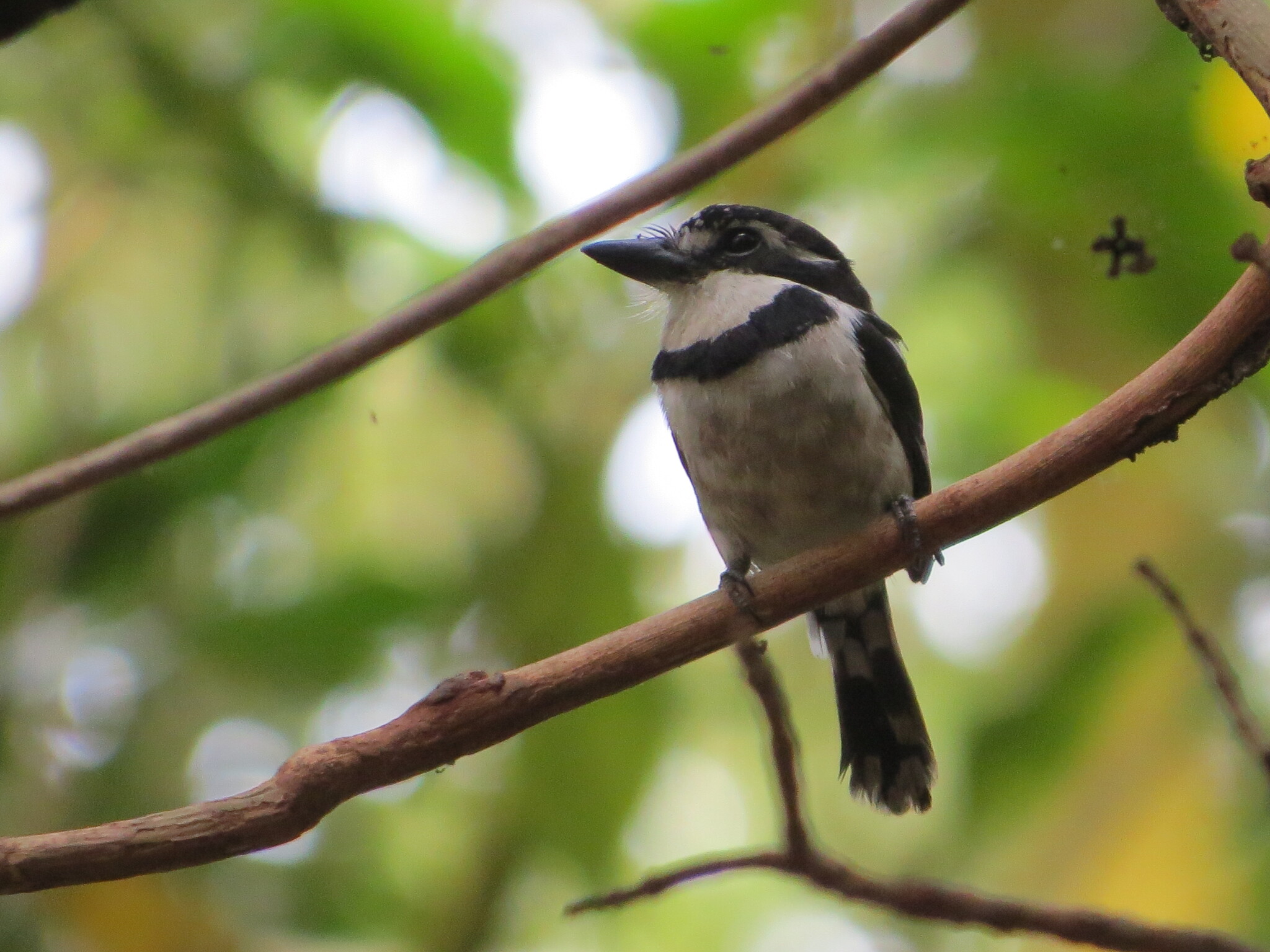 Pied Puffbird (Notharchus tectus), photo 7