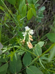 Cream Pea (Lathyrus ochroleucus)