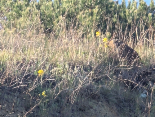 Erysimum franciscanum, photograph 1