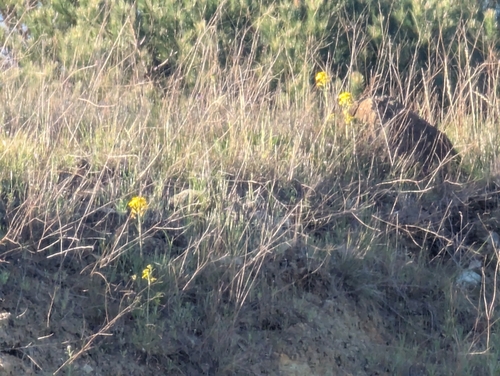 Erysimum franciscanum, photograph 2