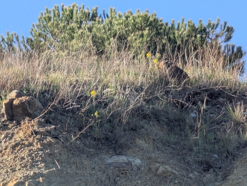Erysimum franciscanum, photograph 3