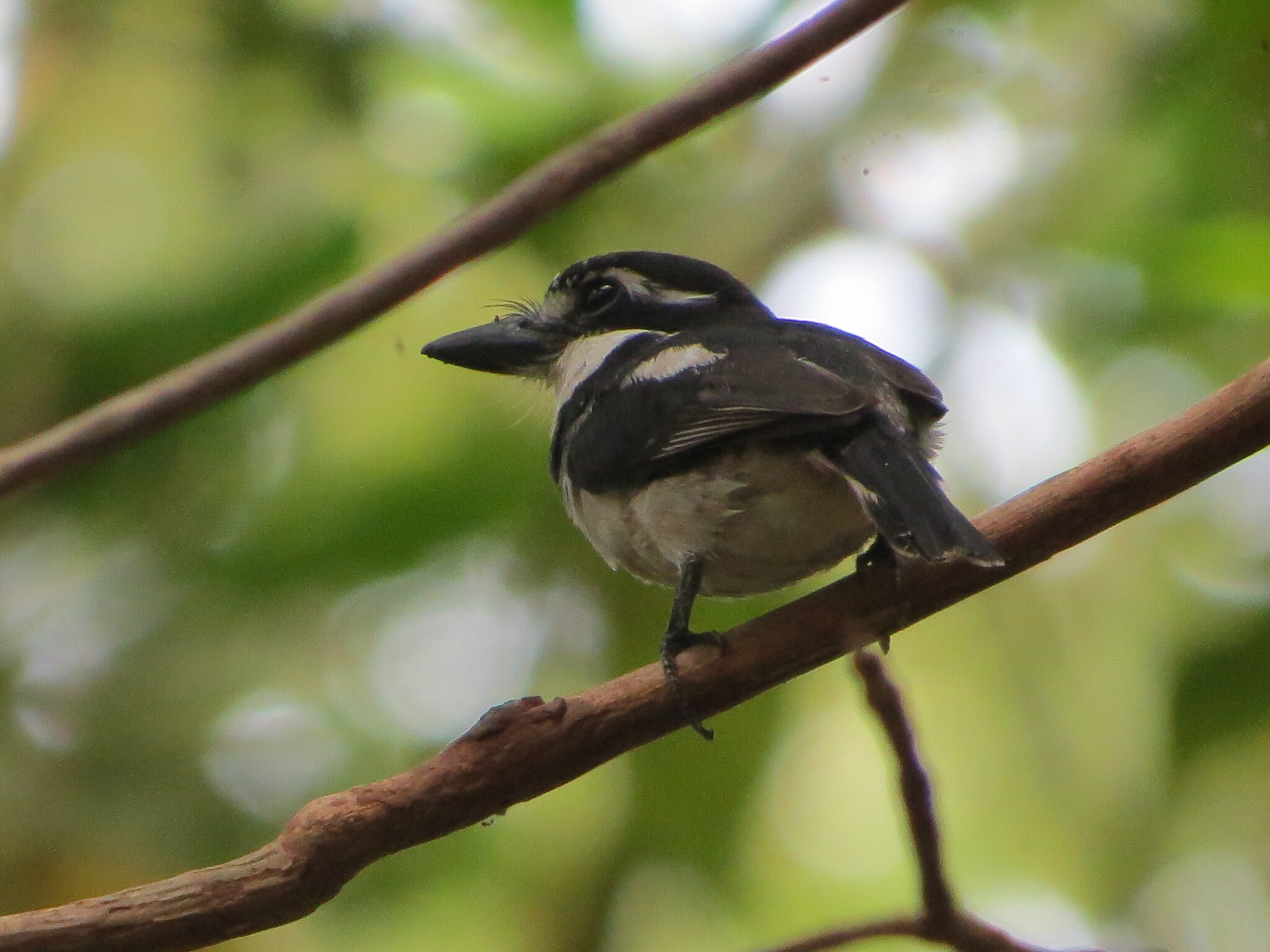 Pied Puffbird (Notharchus tectus), photo 8