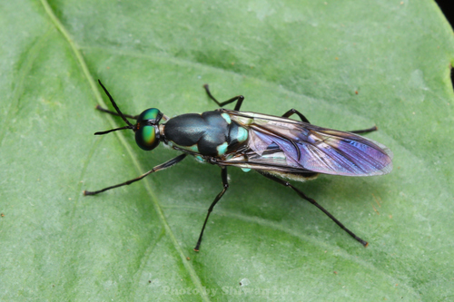 Eudmeta marginata