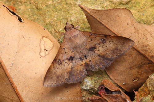 Hypospila bolinoides