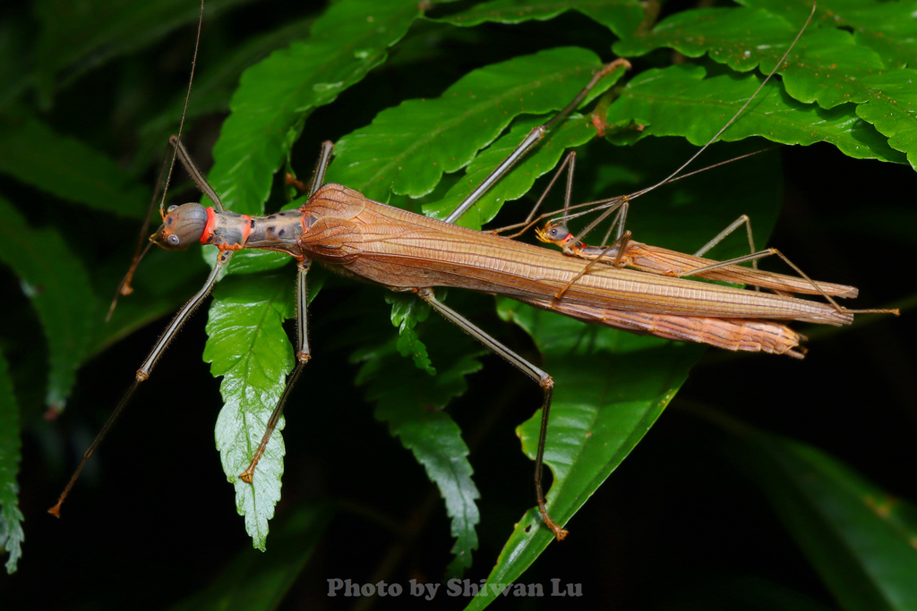 Trachythorax fuscocarinatus