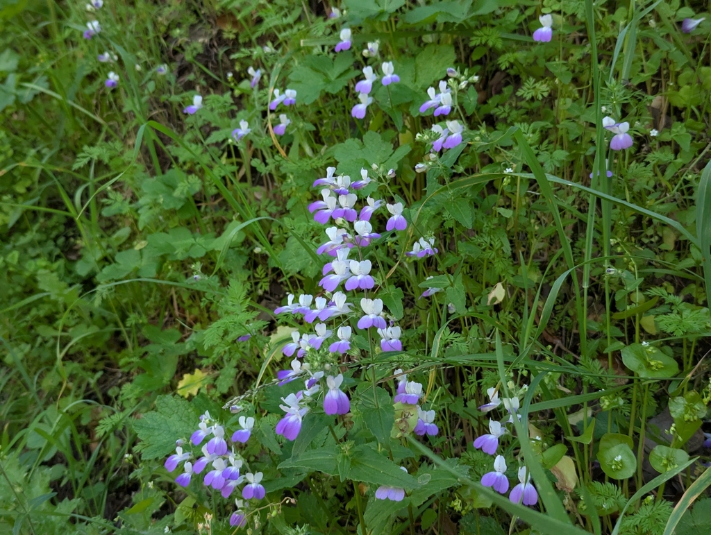 Collinsia multicolor; photograph (c) Alexander Wentworth, some rights reserved (CC BY)