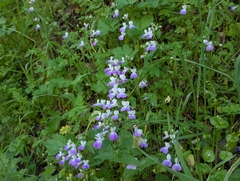 Collinsia multicolor