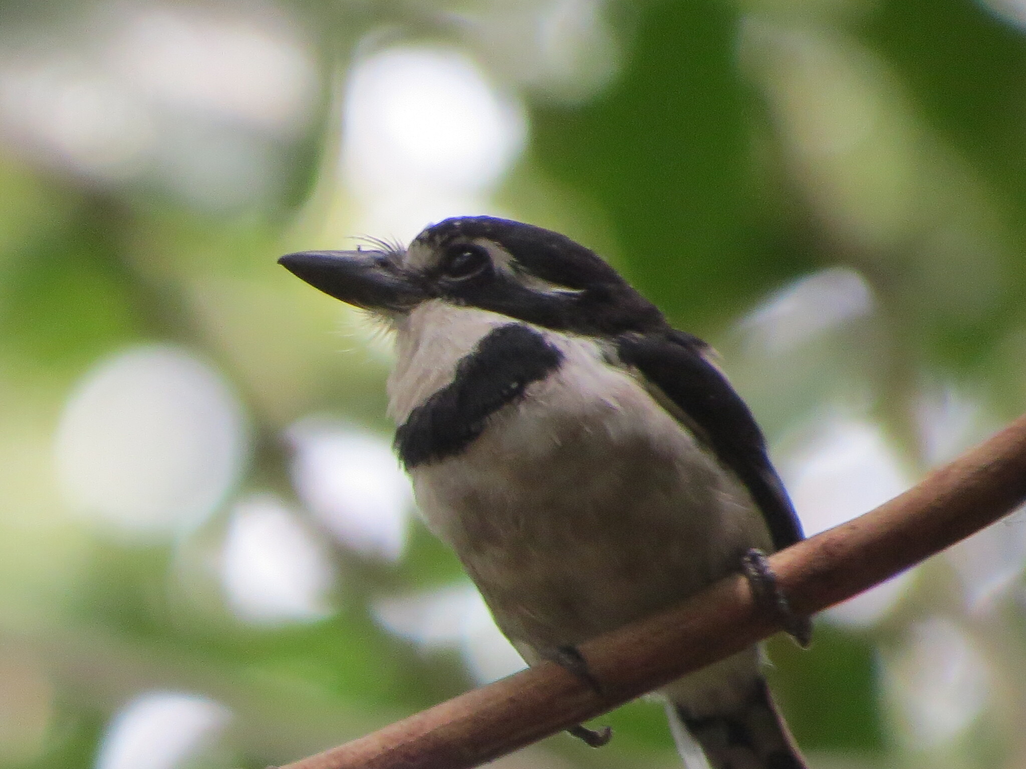 Pied Puffbird (Notharchus tectus), photo 10