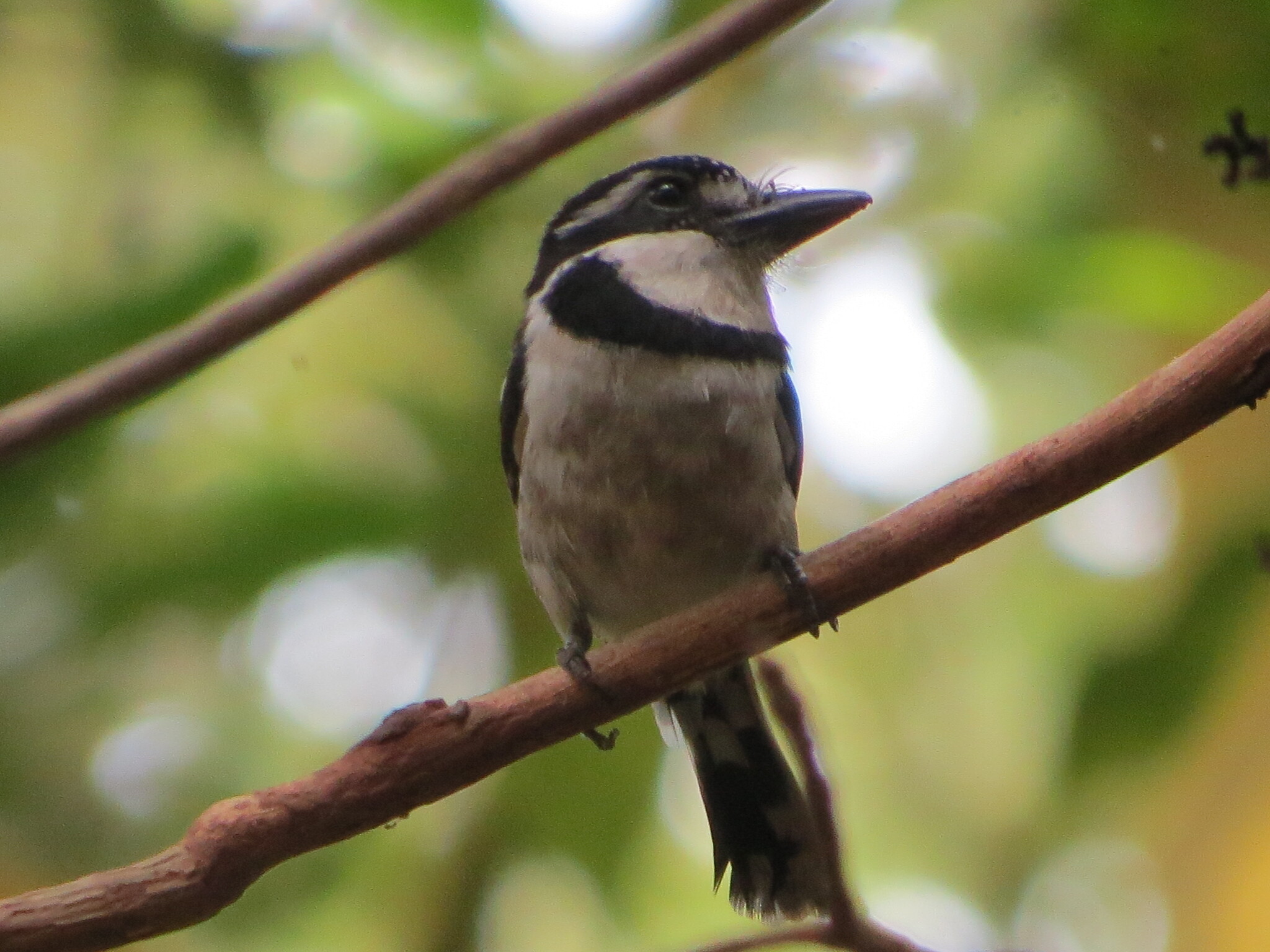Pied Puffbird (Notharchus tectus), photo 9