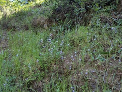 (c) Alexander Wentworth, some rights reserved (CC BY) Collinsia multicolor, photograph (c) Alexander Wentworth, some rights reserved (CC BY)