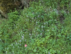 (c) Alexander Wentworth, some rights reserved (CC BY) Collinsia multicolor, photograph (c) Alexander Wentworth, some rights reserved (CC BY)