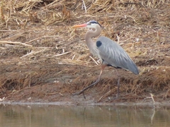 Ardea herodias