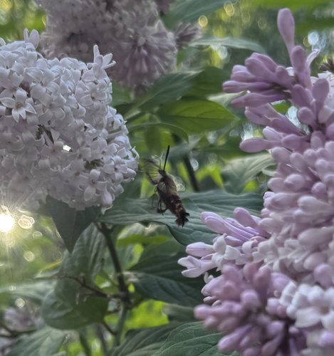 Hummingbird Clearwing