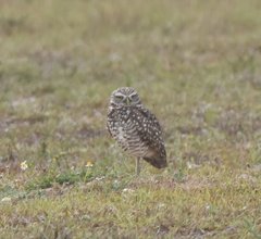 Athene cunicularia floridana