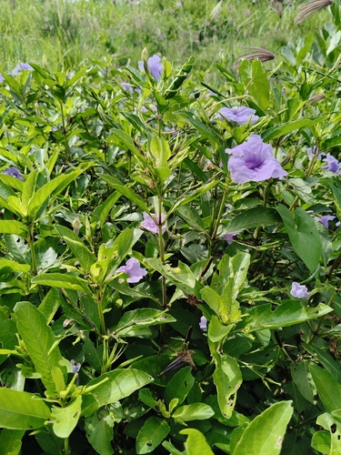 Ruellia tuberosa, photograph 6