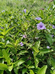 Ruellia tuberosa, photograph author not stated, no rights reserved