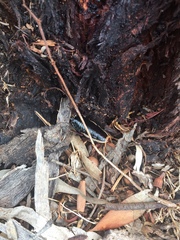 Drymaplaneta communis