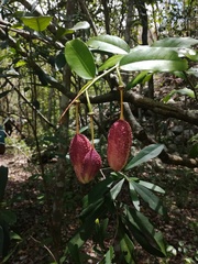 Cynophalla verrucosa