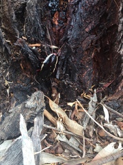 Drymaplaneta communis