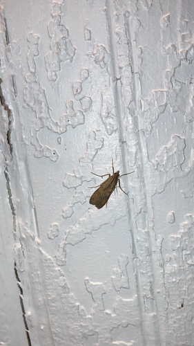 Lucerne Moth