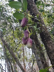 Cynophalla verrucosa